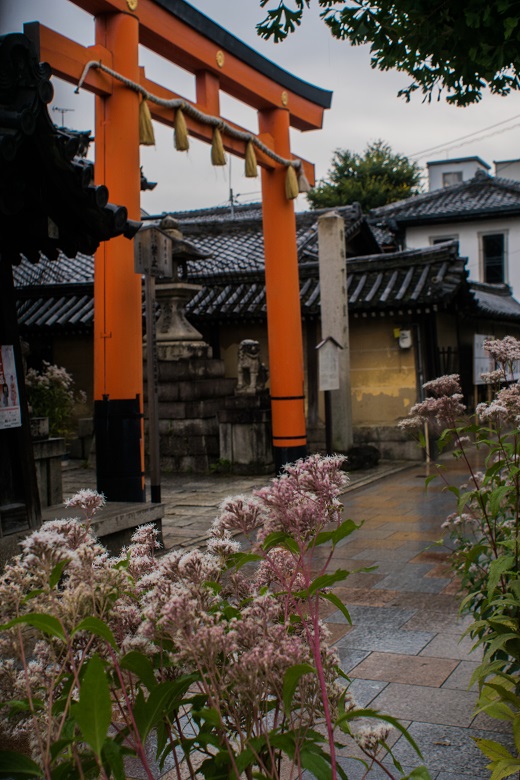 藤袴まつり~下御霊神社_e0363038_12455430.jpg