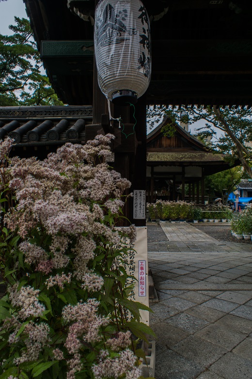 藤袴まつり~下御霊神社_e0363038_1245588.jpg