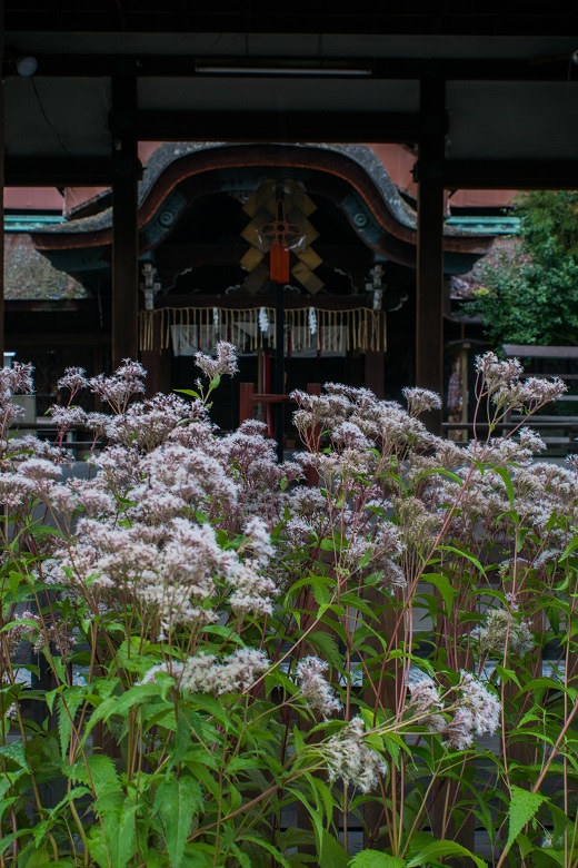 藤袴まつり~下御霊神社_e0363038_1246672.jpg