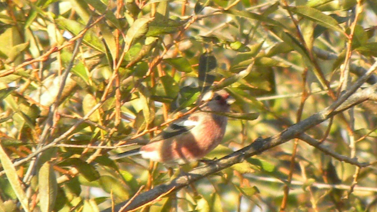 ベニマシコの幼鳥?？？_c0386267_17584704.jpg