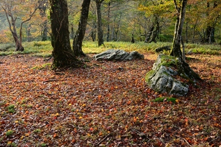 あわい紅葉　　笹ヶ峰～桧塚_c0303868_04491420.jpg