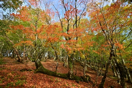 あわい紅葉　　笹ヶ峰～桧塚_c0303868_04560283.jpg