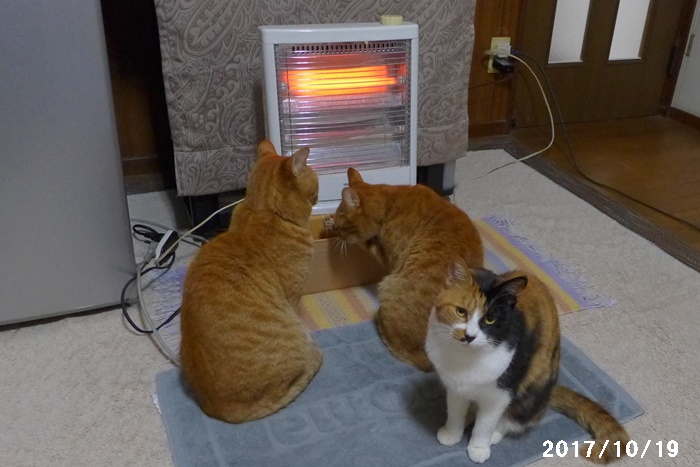 荒ぶる子キジ 猫と自然と散歩の日々