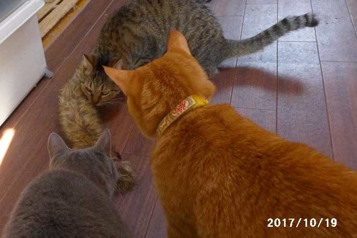 荒ぶる子キジ 猫と自然と散歩の日々