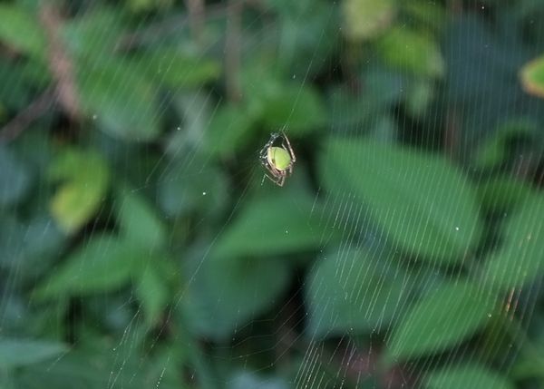 上村修孝 昆虫の交尾は 味わい深い いつもココロに マーク