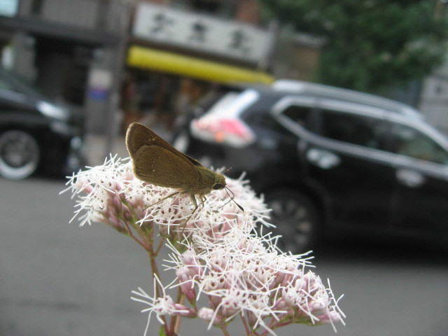 c0062511_21240580.jpg