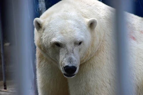 ロシア・ペルミ動物園のミルカ(ユムカ)が産室へ ~ ゴーゴ誕生以来13年振りの赤ちゃん誕生なるか?_a0151913_19212948.jpg