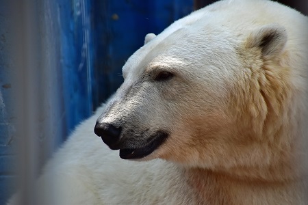 ロシア・ペルミ動物園のミルカ(ユムカ)が産室へ ~ ゴーゴ誕生以来13年振りの赤ちゃん誕生なるか?_a0151913_19221188.jpg