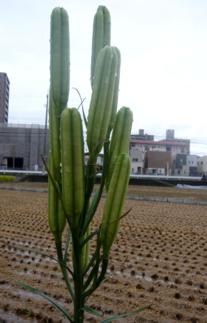 雨上がりの庭　_c0076218_20474220.jpg