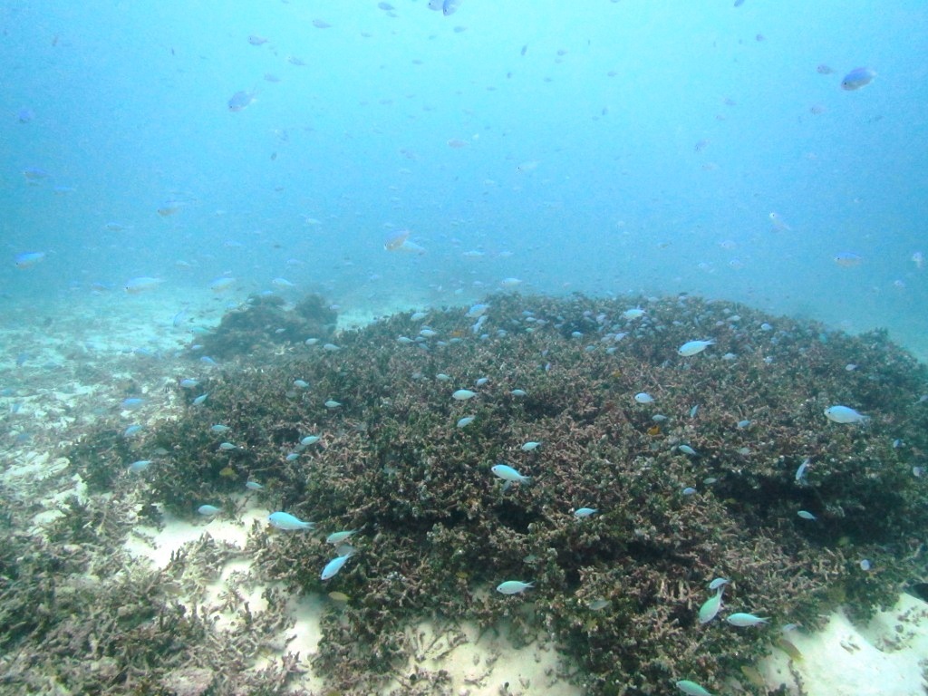 なんとか海に出れました~(#^^#)_a0189838_18330636.jpg