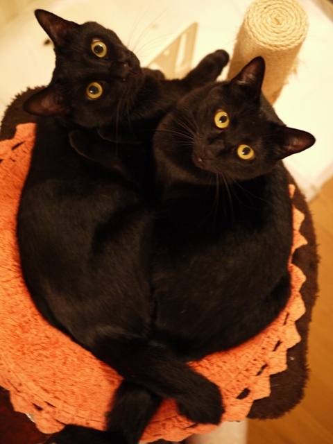 魅惑の黒猫MAGIC OF BLACK CATアダムエロペルマガザン×ねこ雑誌掲載猫 ぎゃぉすてぃぁら編。_a0143140_23010659.jpg