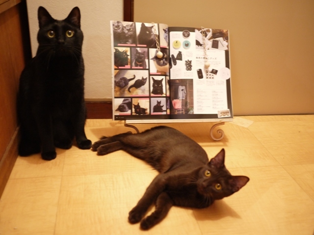 魅惑の黒猫MAGIC OF BLACK CATアダムエロペルマガザン×ねこ雑誌掲載猫 ぎゃぉすてぃぁら編。_a0143140_23061082.jpg