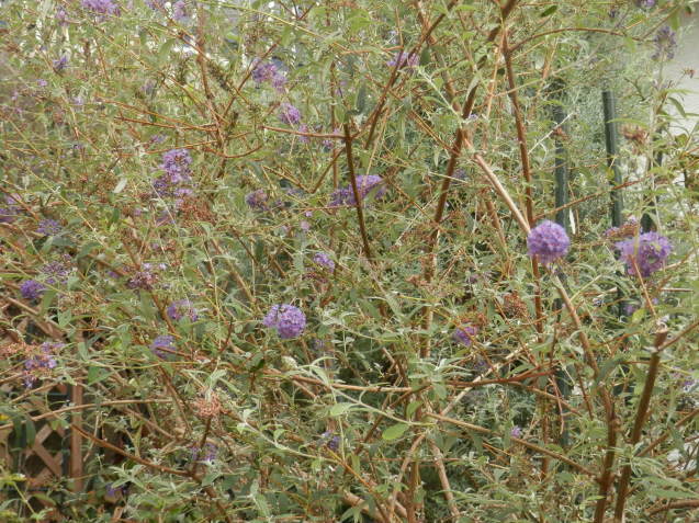 e0288951_18225837.jpg