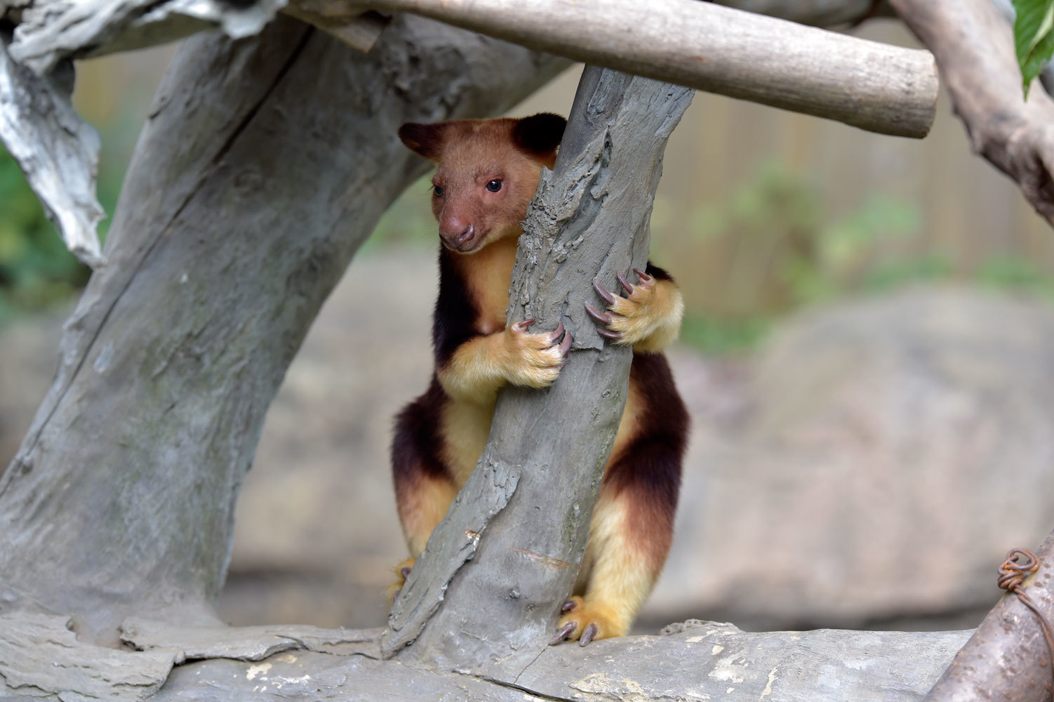 物憂げに見えてもモアラはモアラ 動物園へ行こう 物憂げに見えてもモアラはモアラ 動物園へ行こう