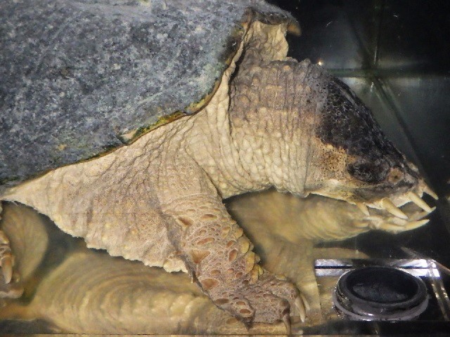 カミツキガメを飼いたい ワニガメ生態研究所 カミツキガメを飼いたい ワニガメ生態研究所