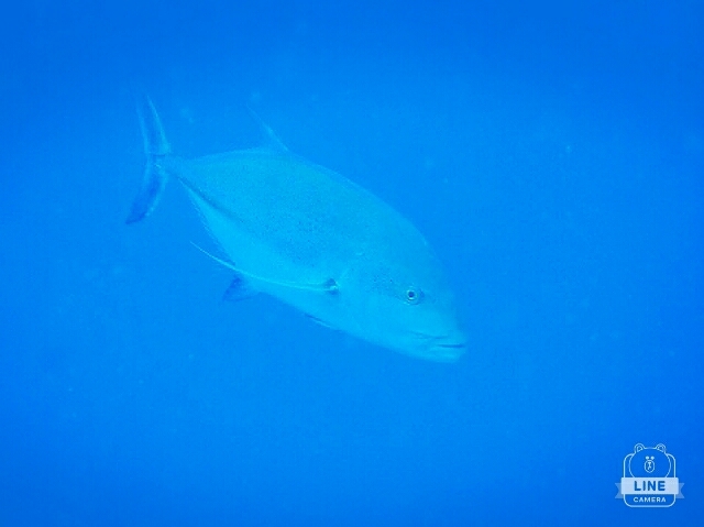 d0363174_22500139.jpg