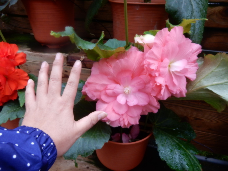 ドンちゃんレポート 珍道中 お花と小動物「花いちもんめ」_e0355177_19025405.jpg