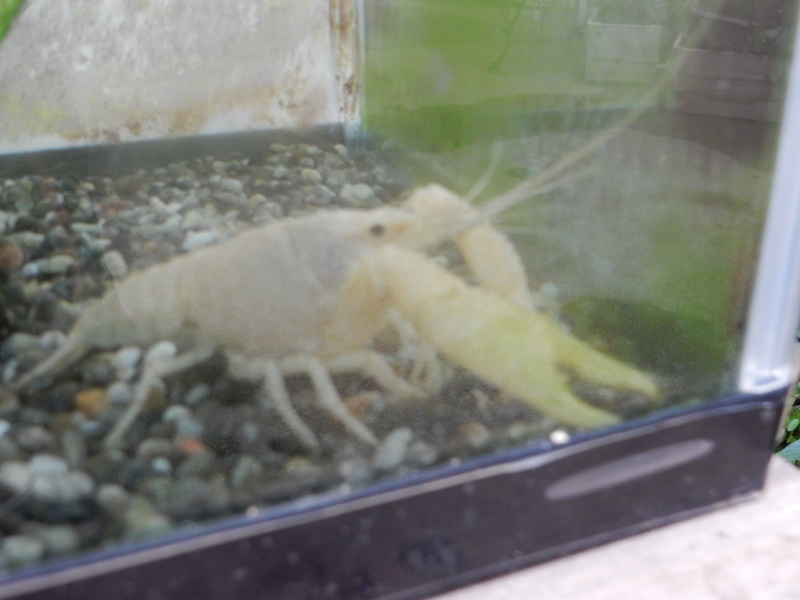 ドンちゃんレポート 珍道中 お花と小動物「花いちもんめ」_e0355177_19071288.jpg