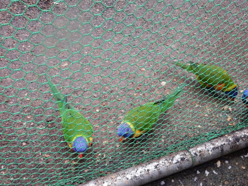 ドンちゃんレポート 珍道中 お花と小動物「花いちもんめ」_e0355177_19084197.jpg