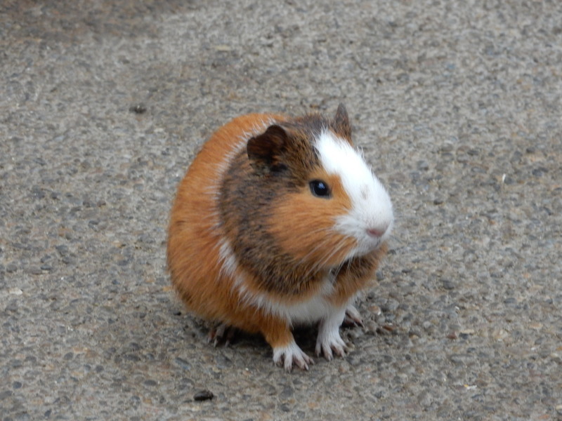 ドンちゃんレポート 珍道中 お花と小動物「花いちもんめ」_e0355177_19113379.jpg