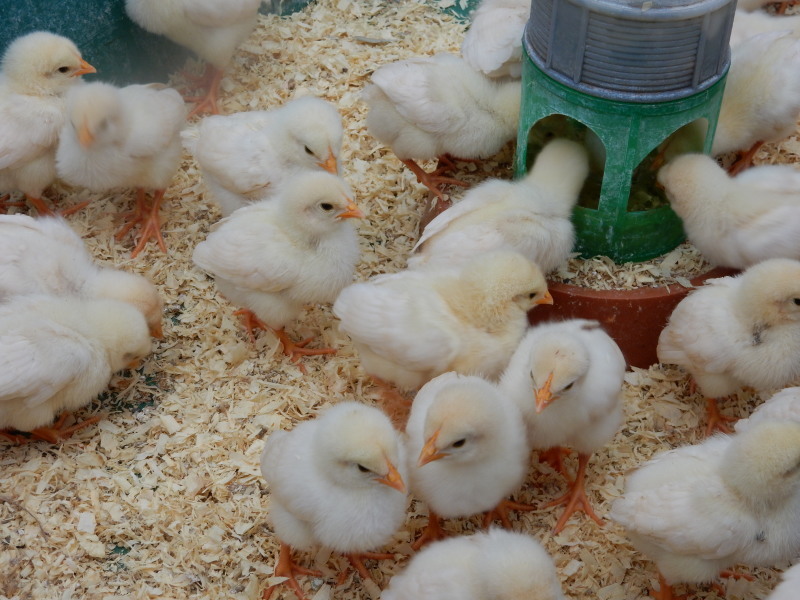 ドンちゃんレポート 珍道中 お花と小動物「花いちもんめ」_e0355177_19131783.jpg