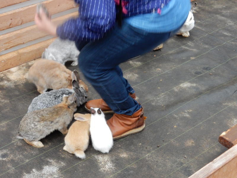 ドンちゃんレポート 珍道中 お花と小動物「花いちもんめ」_e0355177_19140671.jpg