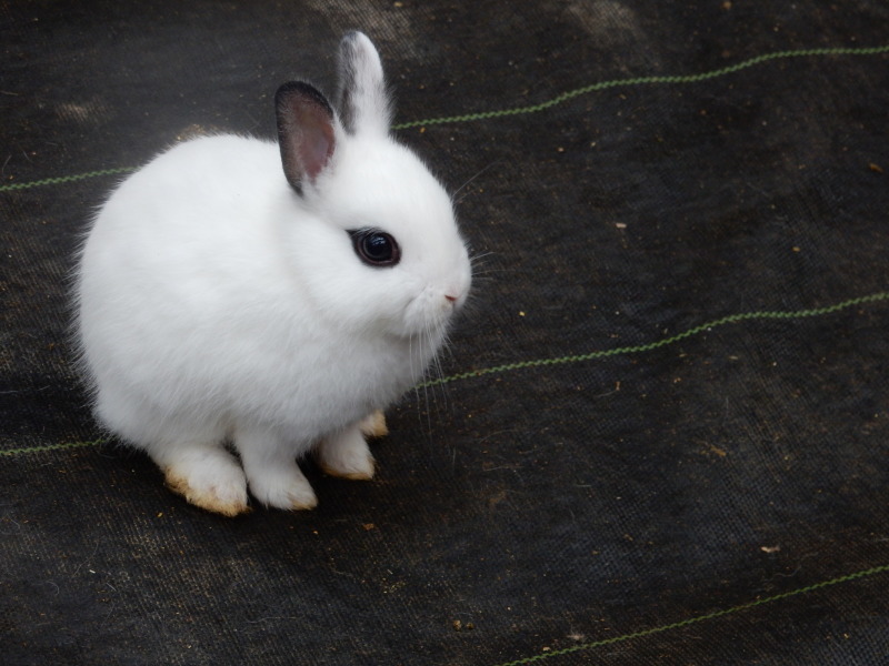 ドンちゃんレポート 珍道中 お花と小動物「花いちもんめ」_e0355177_19163102.jpg