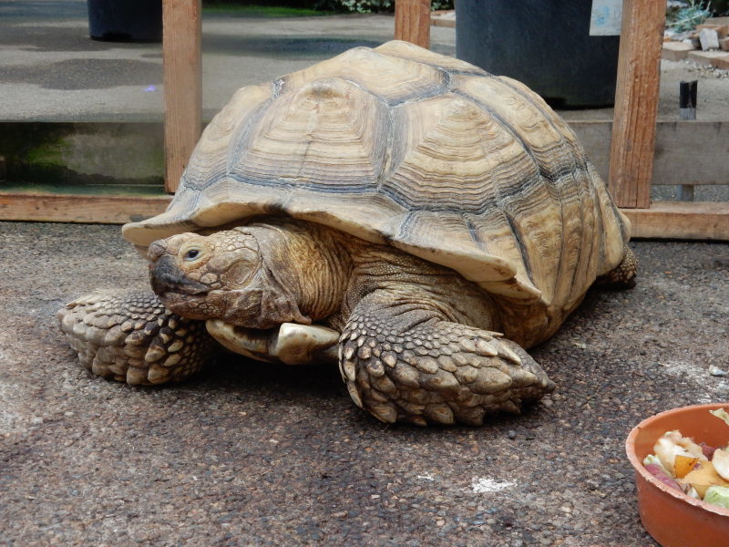 ドンちゃんレポート 珍道中 お花と小動物「花いちもんめ」_e0355177_19172411.jpg
