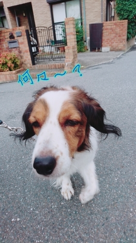 お散歩♪_f0357682_12335538.jpg