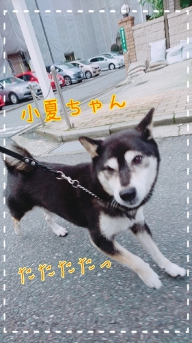 お散歩♪_f0357682_12351582.jpg