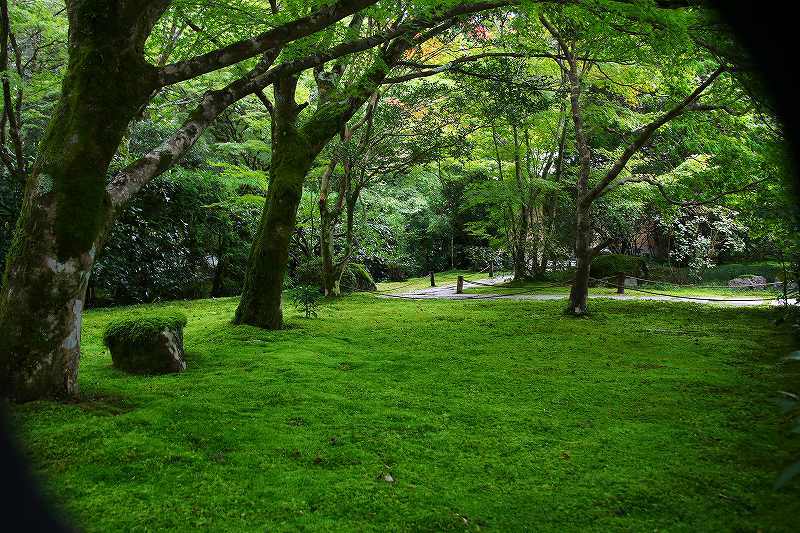 世界遺産　　苔寺_d0360910_16442643.jpg