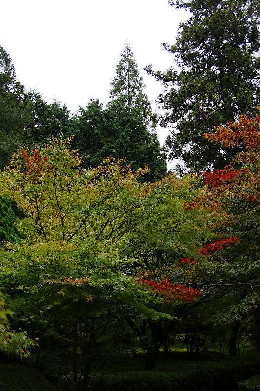 世界遺産　　苔寺_d0360910_16443406.jpg