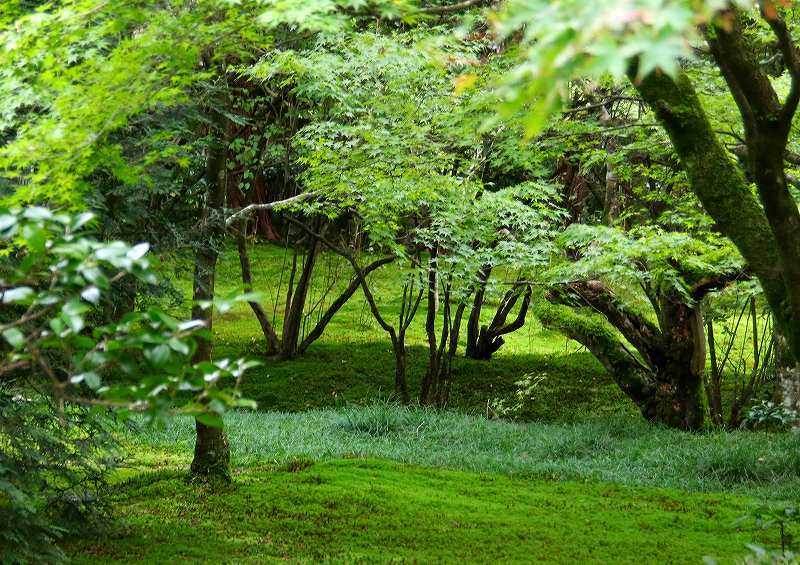 世界遺産 苔寺_d0360910_16444162.jpg
