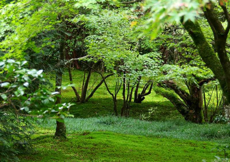 世界遺産　　苔寺_d0360910_16444162.jpg