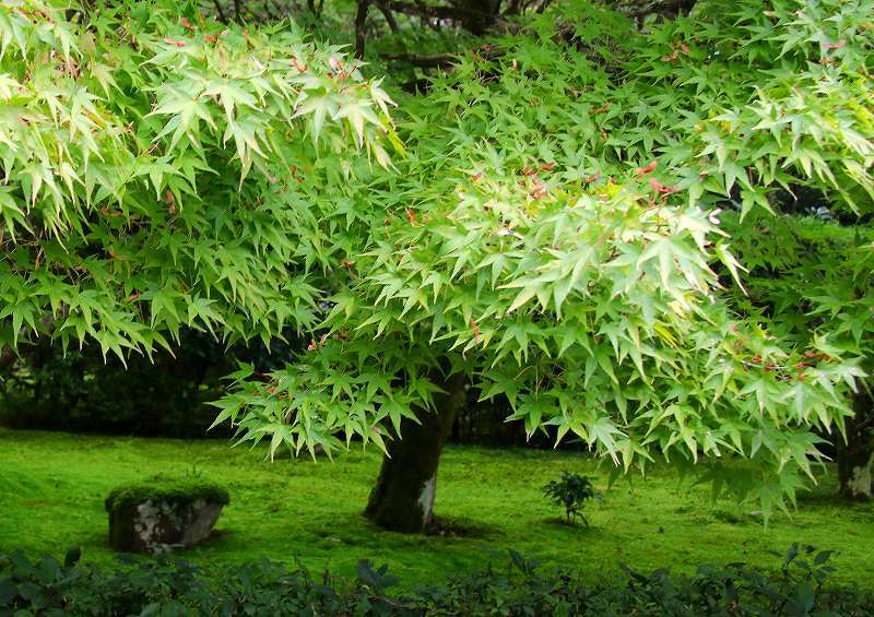 世界遺産　　苔寺_d0360910_16445113.jpg