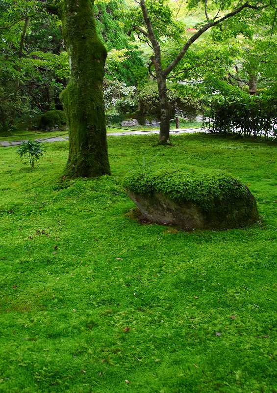 世界遺産 苔寺_d0360910_16451535.jpg