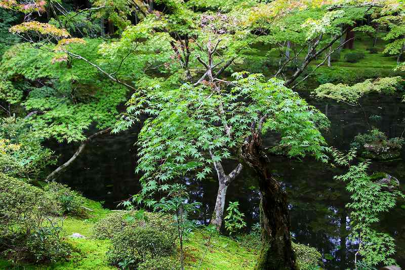 世界遺産　　苔寺_d0360910_16455676.jpg