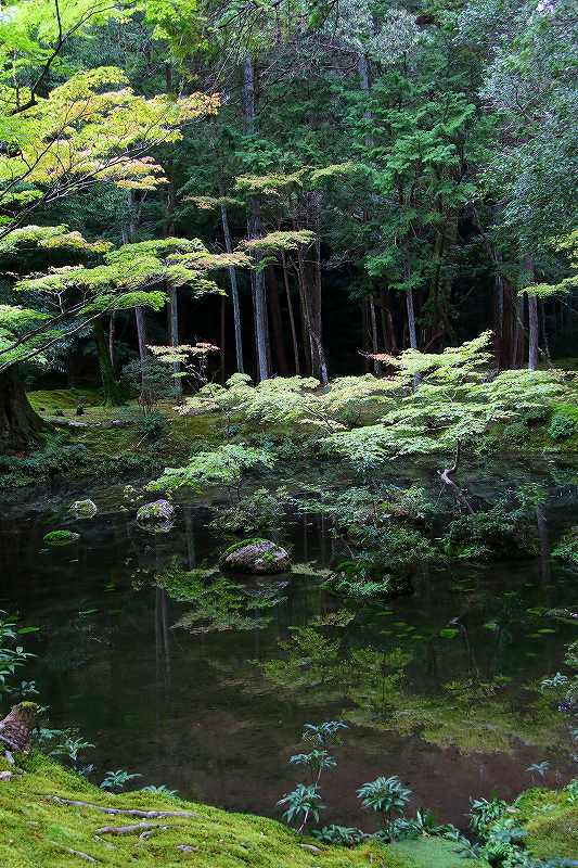 世界遺産　　苔寺_d0360910_16484356.jpg