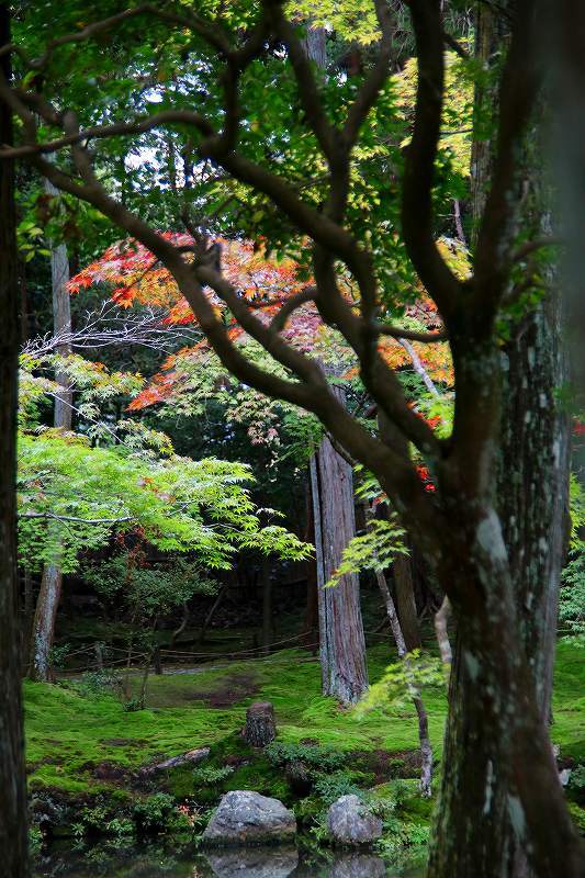 世界遺産　　苔寺_d0360910_16485158.jpg