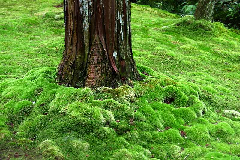 世界遺産　　苔寺_d0360910_16485850.jpg