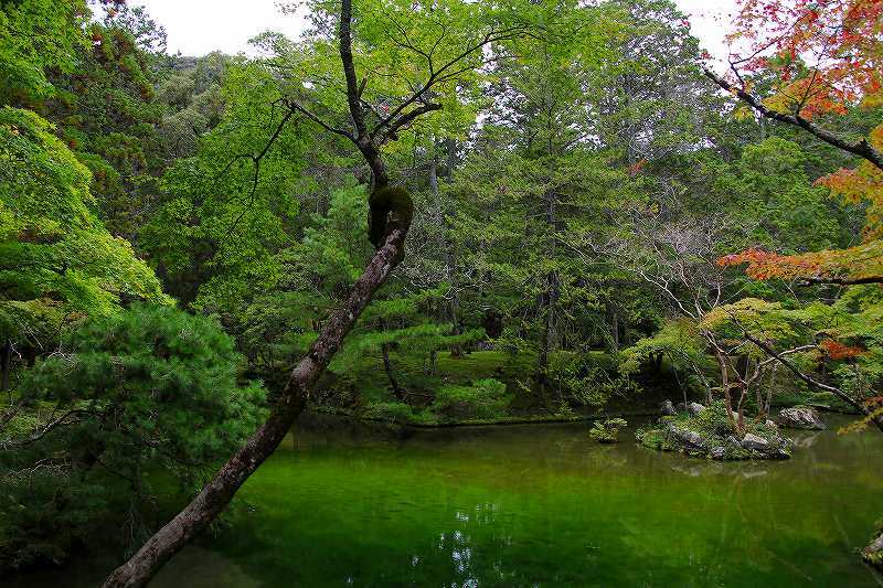 世界遺産　　苔寺_d0360910_16492023.jpg