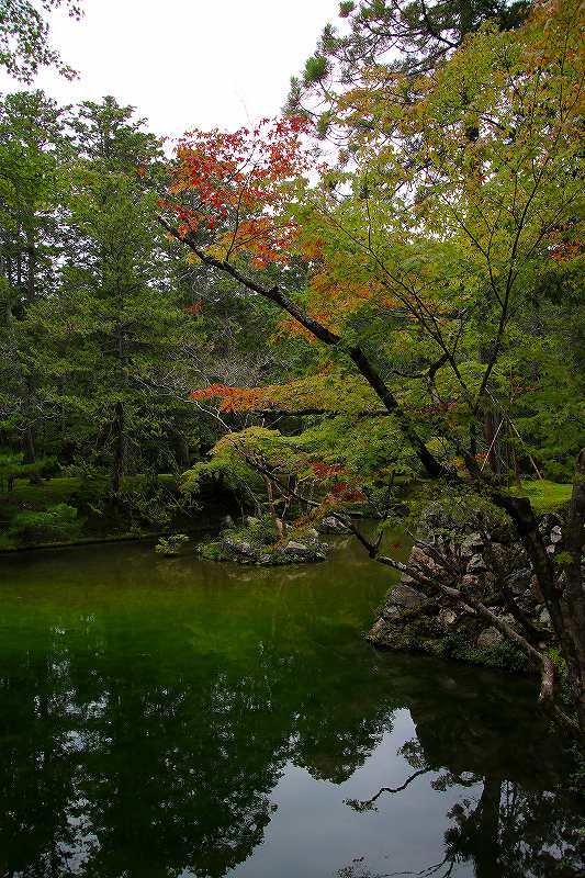 世界遺産　　苔寺_d0360910_16493154.jpg