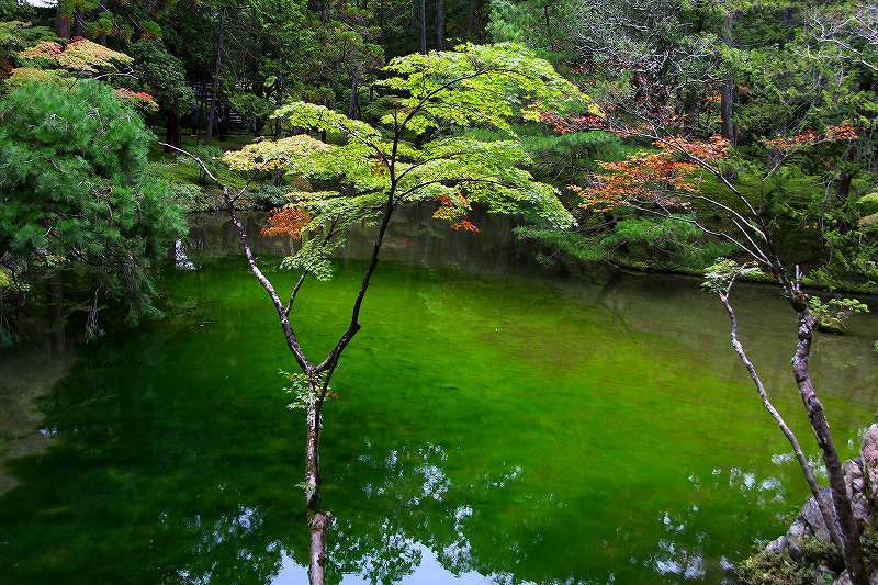 世界遺産　　苔寺_d0360910_16494550.jpg