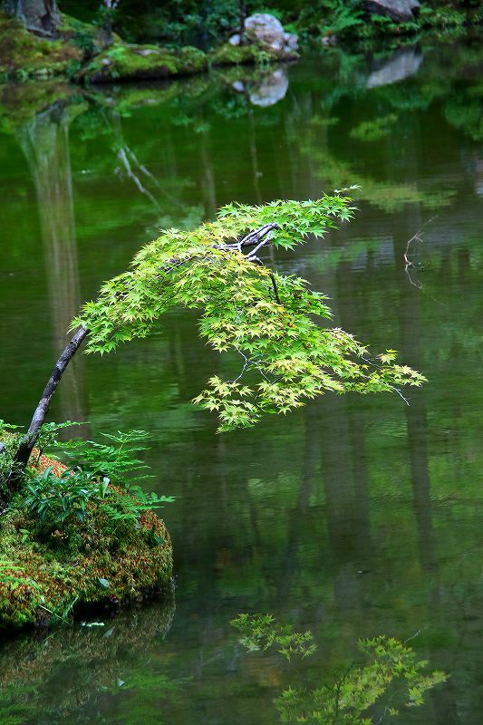 世界遺産　　苔寺_d0360910_16495568.jpg