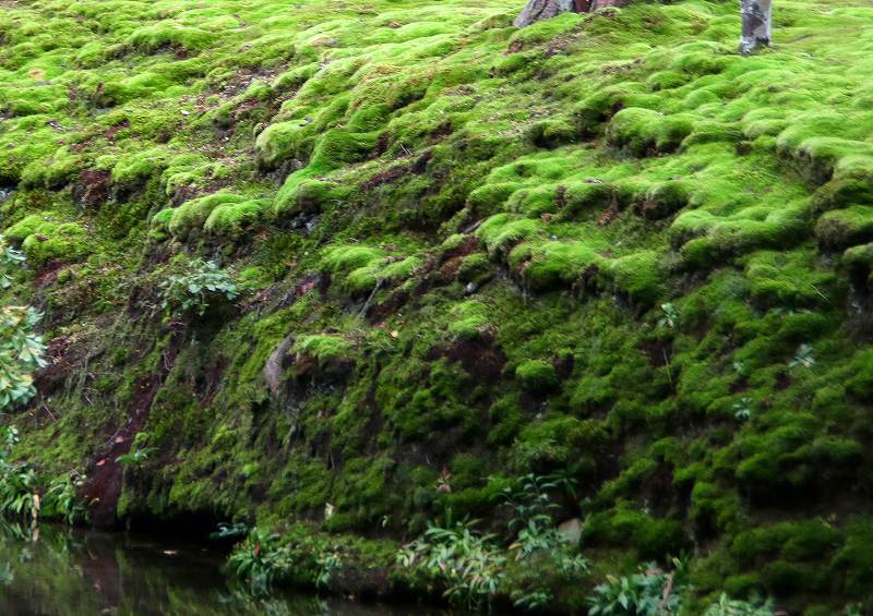 世界遺産　　苔寺_d0360910_16523558.jpg