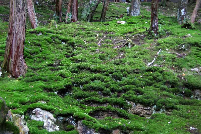 世界遺産　　苔寺_d0360910_16535548.jpg