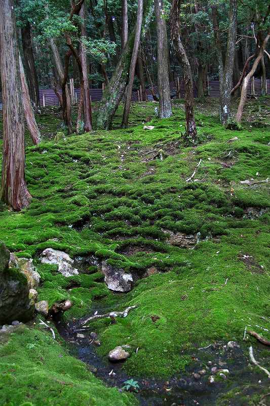 世界遺産　　苔寺_d0360910_16540848.jpg