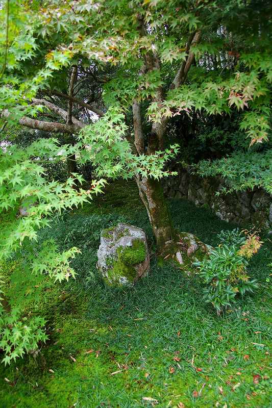 世界遺産　　苔寺_d0360910_16542480.jpg