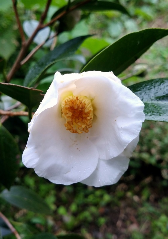 椿 初嵐が咲き始めた 椿壽菴だより 椿 初嵐が咲き始めた 椿壽菴だより
