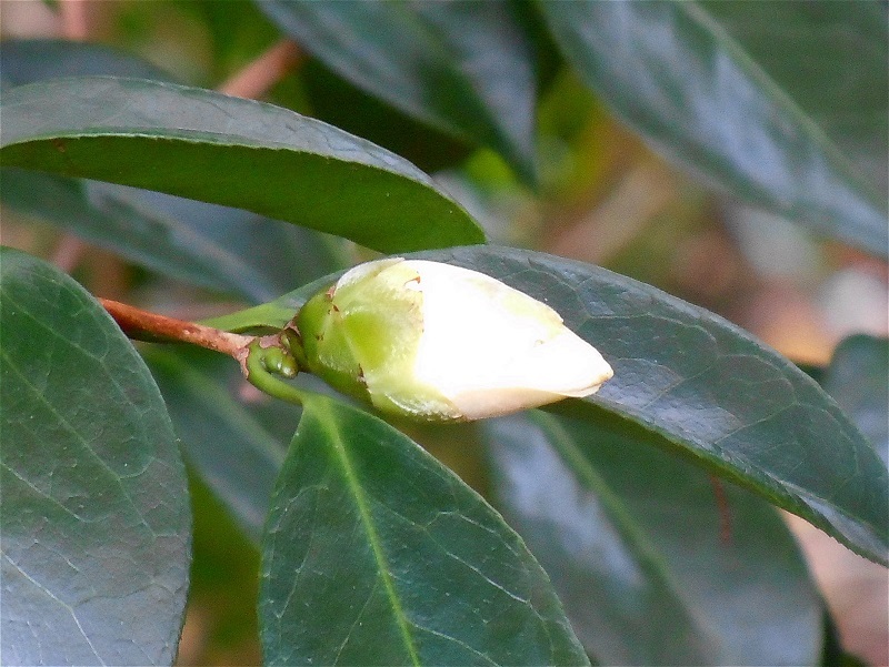 椿 初嵐が咲き始めた 椿壽菴だより 椿 初嵐が咲き始めた 椿壽菴だより